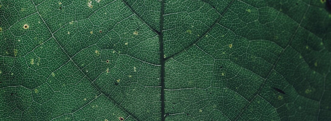 Which affiliate network should I choose?