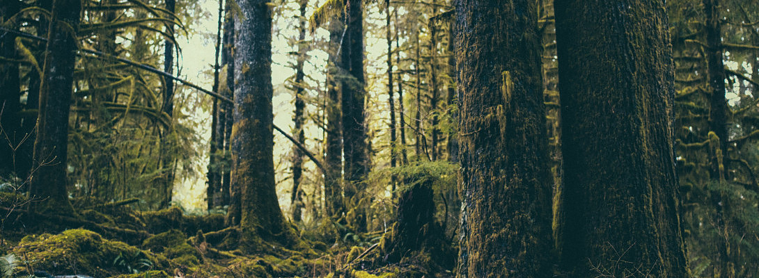 Can't see the Forest for the Trees