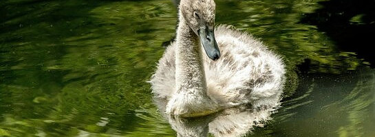 The Good, the Bad, and the Kinda Ugly