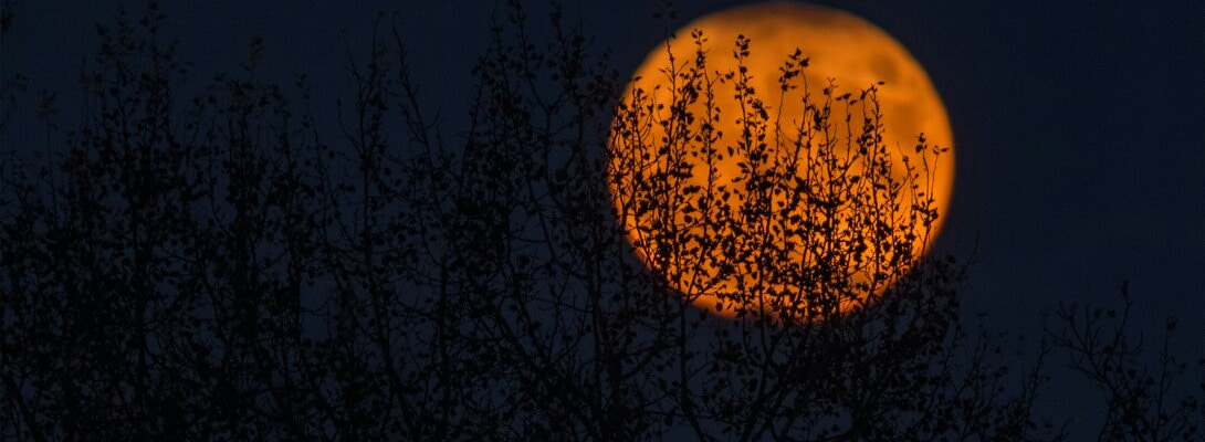 The Shadow of Samhain