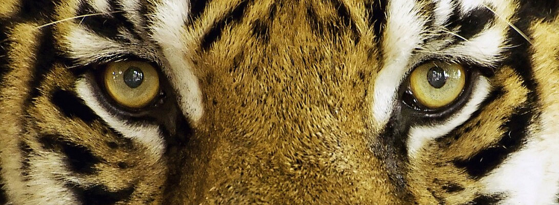 The Importance of Listening to Leaders & Following Your Gut Instinct