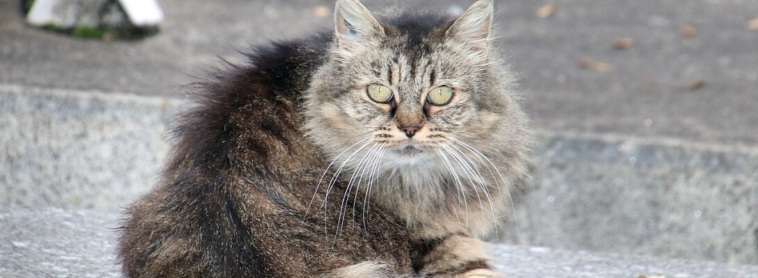 Why Readers Never Read Past Here: A Brutal Breakdown of Why Your Content Fails (or Succeeds)