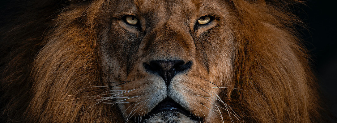 Content Is Important But Not King: This Is About Affiliate Links!