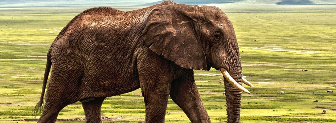 How Do You Eat an Elephant?