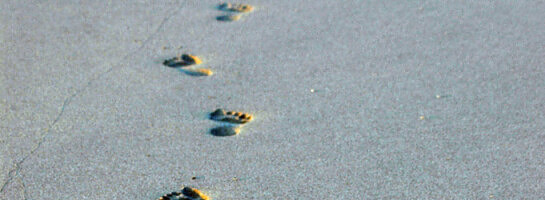 Just finished level 2