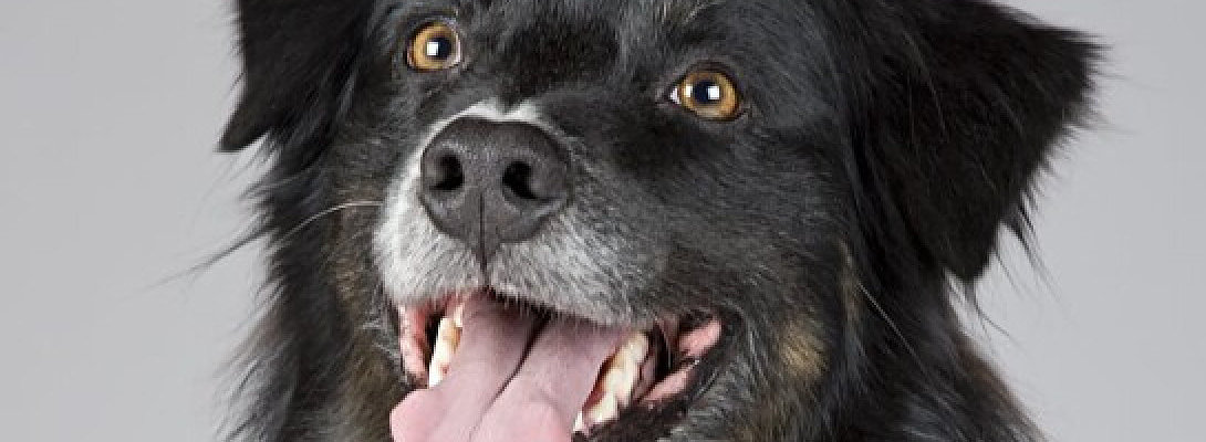 Dawg Solutions My Third Website Completed