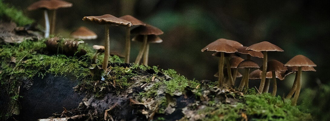 Case Study: Turning Toadstools Into a Profitable Niche