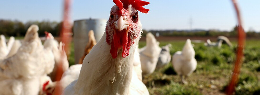 Case Study: How To Turn Chicken Poo Into A Profitable Niche