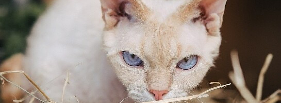 The Positive Impact of Wealthy Affiliate in the Modern Attention Economy