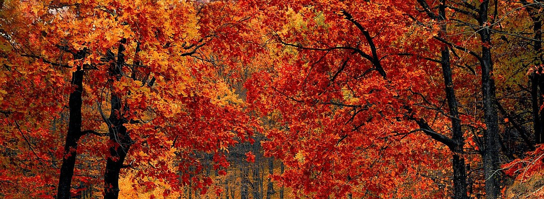 Feels like late fall early winter