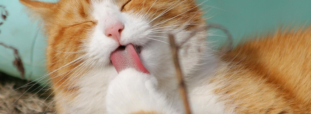 Writing Product Reviews with AI (But Making Them Human)