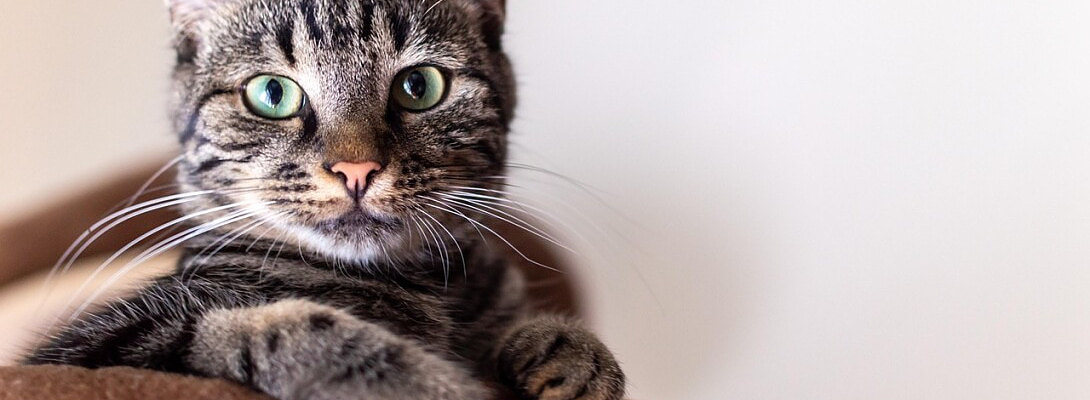 Instagram Content Pillars for Petfluencers