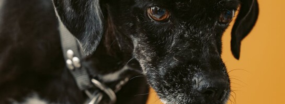 Day 02: Pet Content — The Emotional Marketing Machine