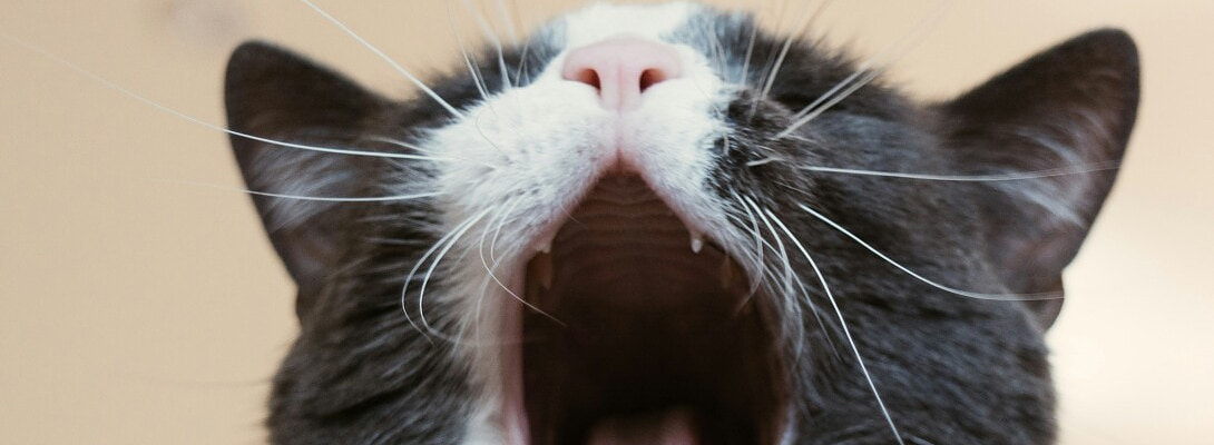 How I Use AI to Help With My Petfluencer Captions (Without Losing My Voice)