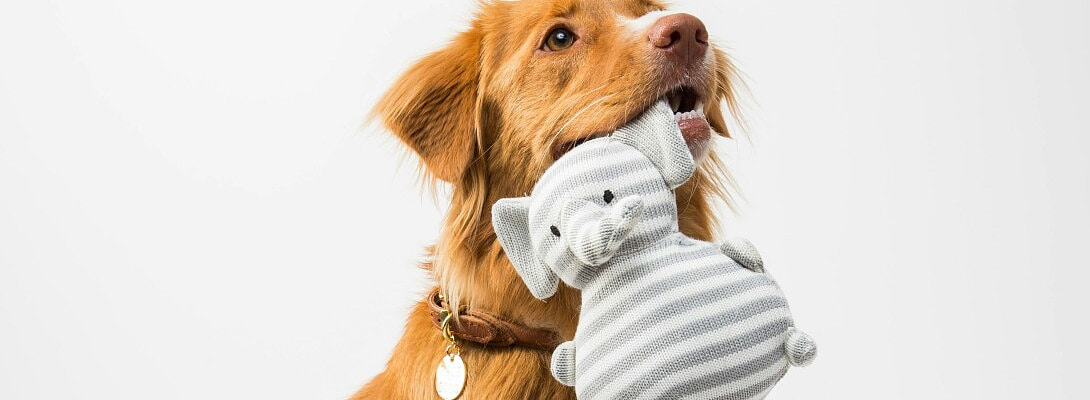 Micro-Positioning: Why “Just Posting Your Pet” Doesn’t Work
