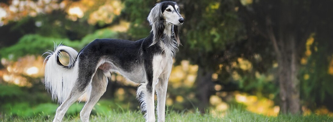 Creating Product Descriptions for Pet Products Using AI