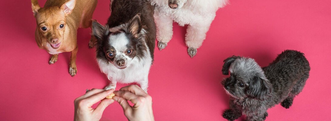 My Experience Testing AI for Pet Content Ideas