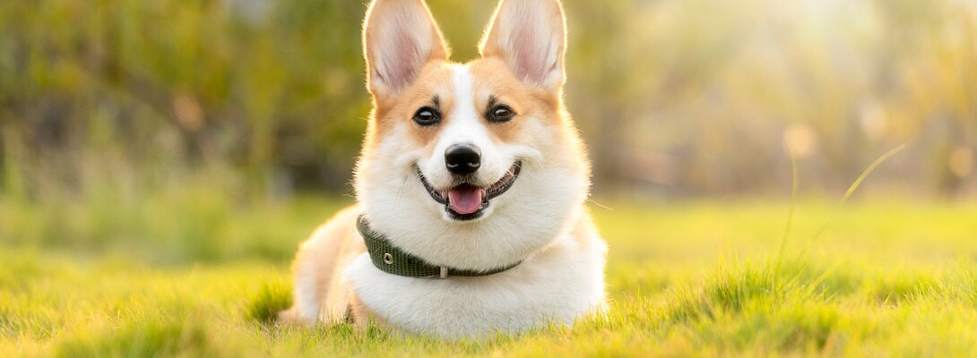 Automating posting schedules for pet content.