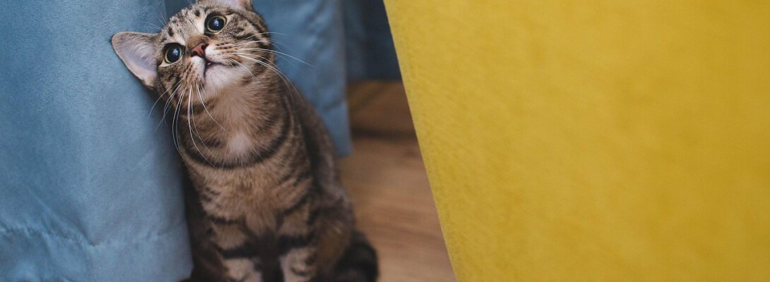 AI-Generated Content vs. Authentic Pet Stories