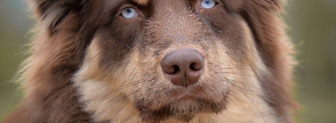 The Do’s and Don’ts of Petfluencing