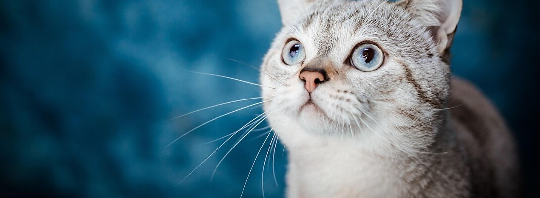 How I Monetize Pet Content Responsibly