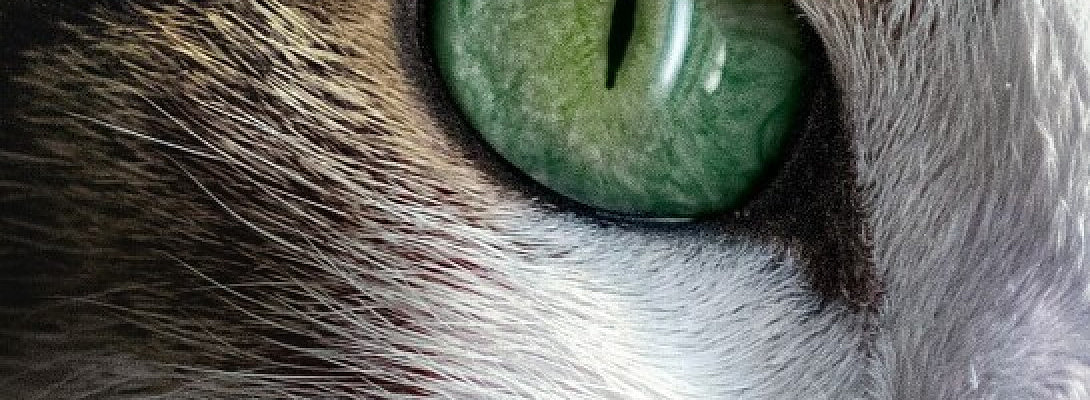 How AI Can Help Petfluencers Write Better Affiliate Reviews