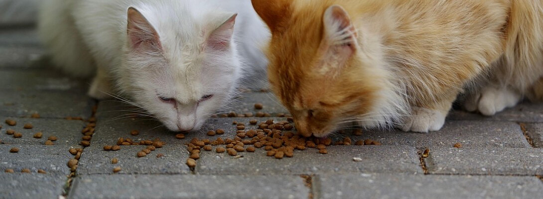 How I Pitch to Pet Brands Professionally (Even Big Ones Like Purina)