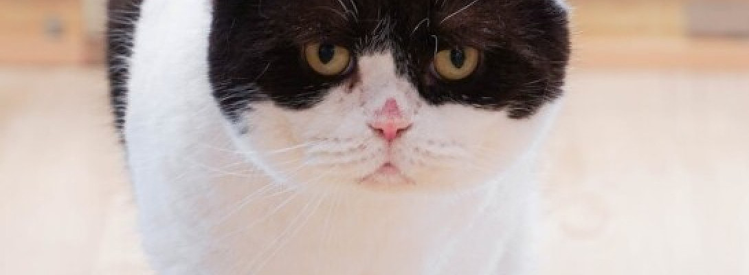 What to Include in a Petfluencer Media Kit