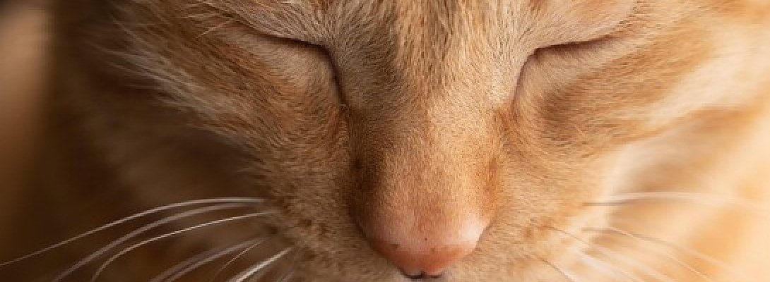 Turning Everyday Pet Moments Into Blog Content