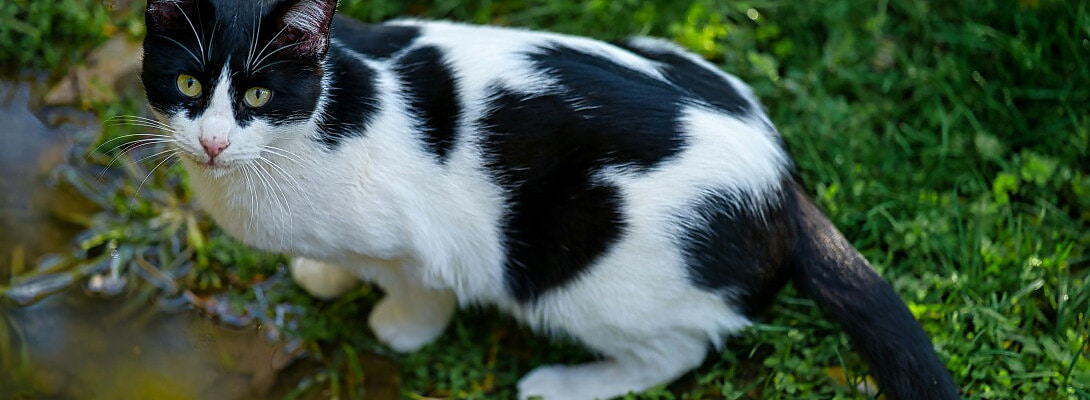 How AI Helps Me Create Petfluencer Content Faster (Without Losing Personality)