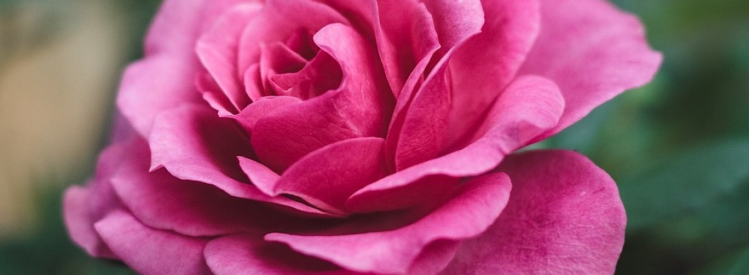 Thank you Gooogle Analytics and thank you Google Search Console