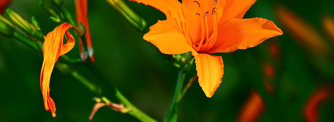 From Orange to Green: How I Finally Made Peace with SEO