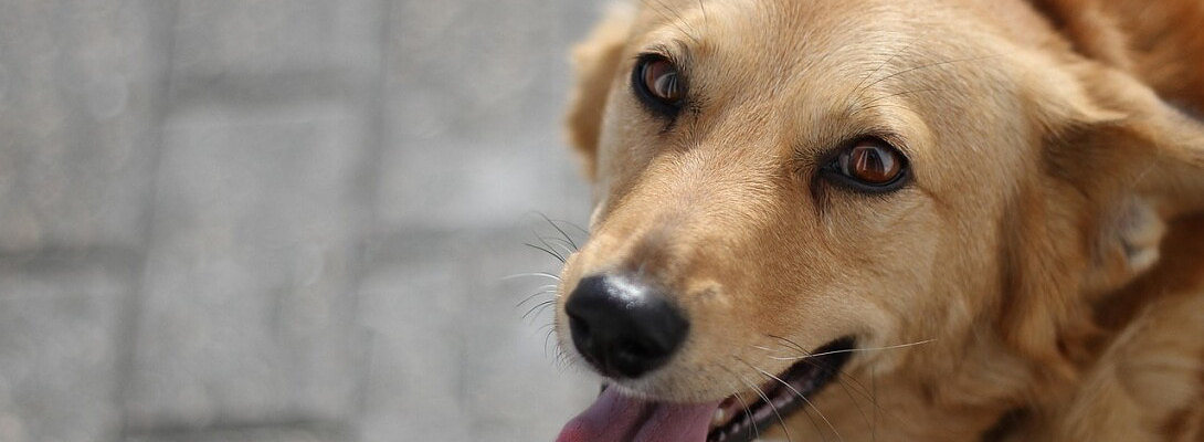 The Joyful Chaos of Pet Ownership