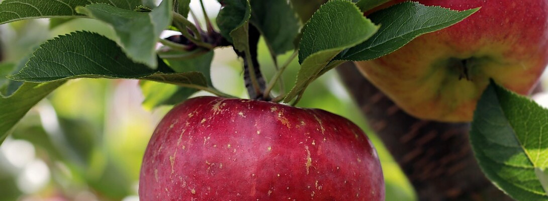 Bad Apples” or “Bad Barrels