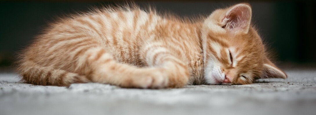 I Made $30.00 While Sleeping!