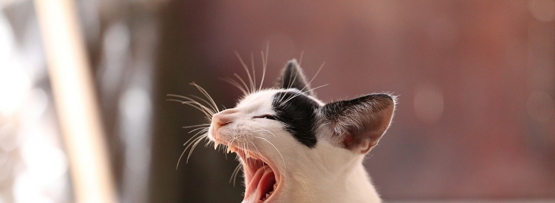 Challenges Pays Off: Do A Self Challenge then Treat