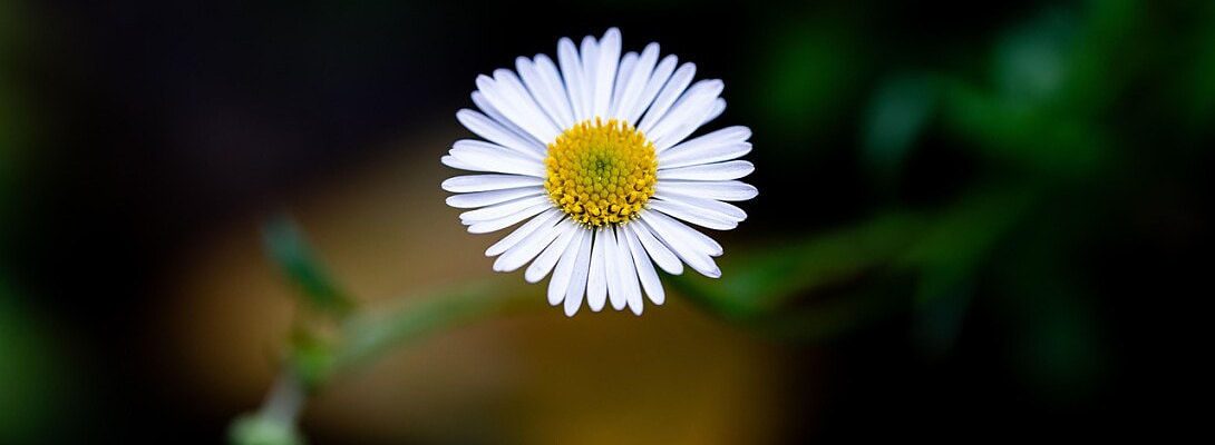 How Gratitude Helps Me Conquer Anxiety and Depression