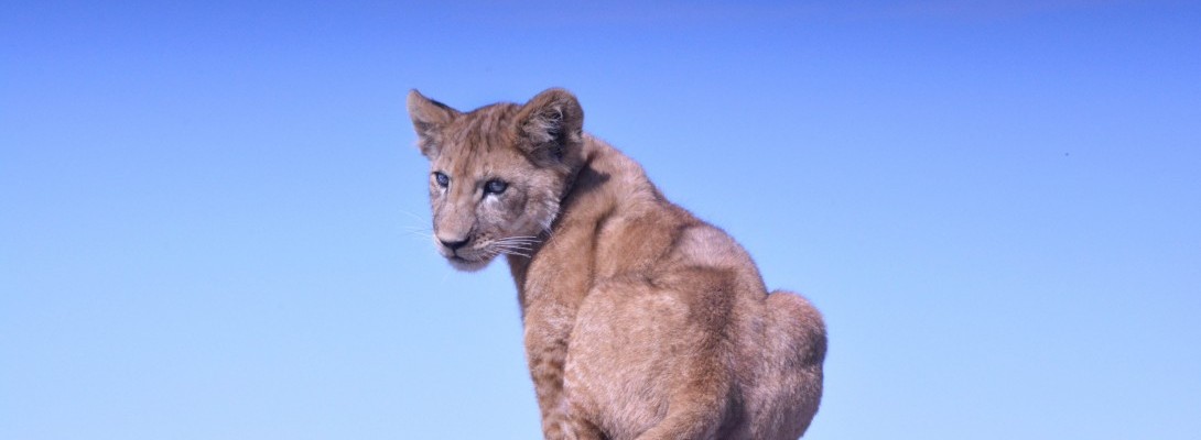 Today - The Big Chicken Turned Into a Lady Lion!