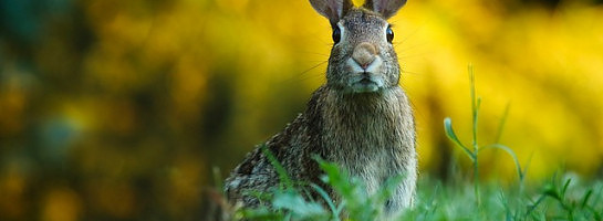 Affiliate Marketing Mistake: Don't Go Down Rabbit Holes!