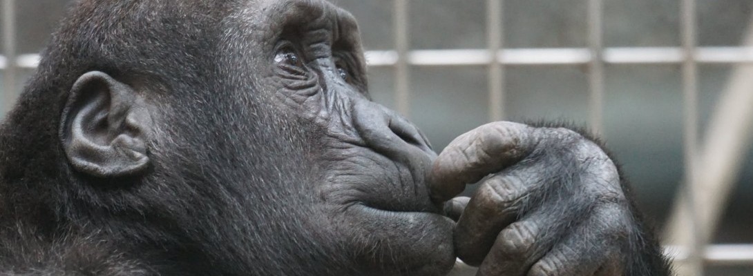 Have you ever heard of The Thinking Environment?