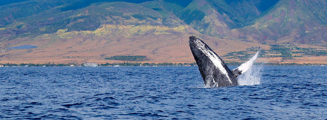 A Mid-Month Update (+35% Growth So Far)