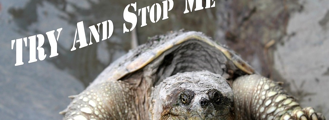 Where Is All This Carpet Cleaning Traffic Coming From?