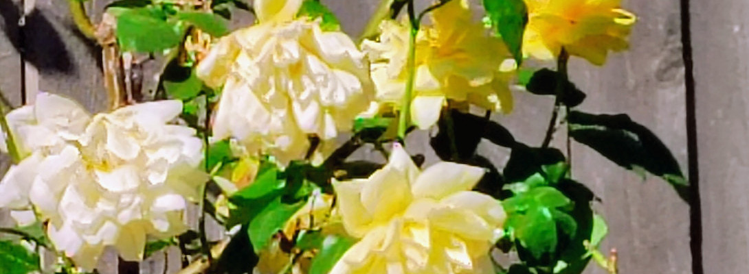 Special Memories on Mother's Day