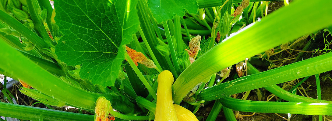 How Gardening is Like Building A Website