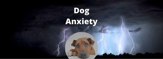 Dog Niche Content, Keyword and Product Ideas # 1