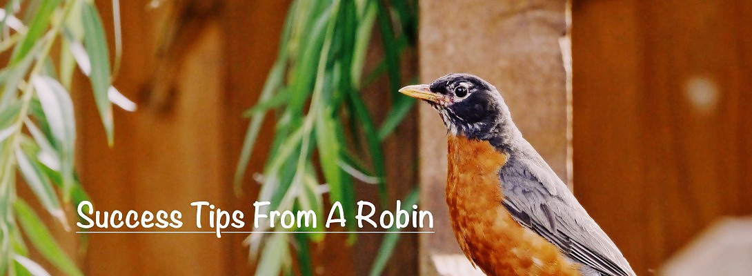 Success Tips I Learned From A Robin