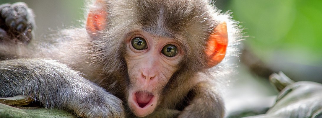 What I Missed Reviewing Level One