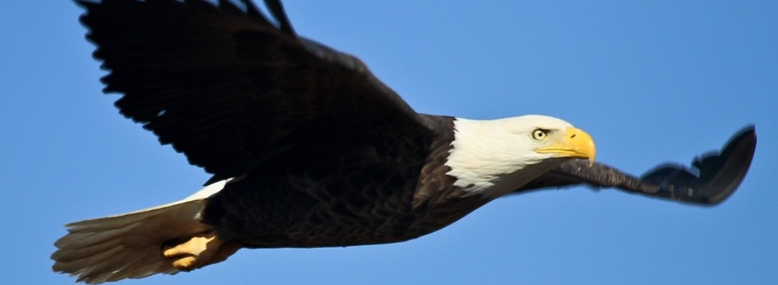 Soaring at a New Pace