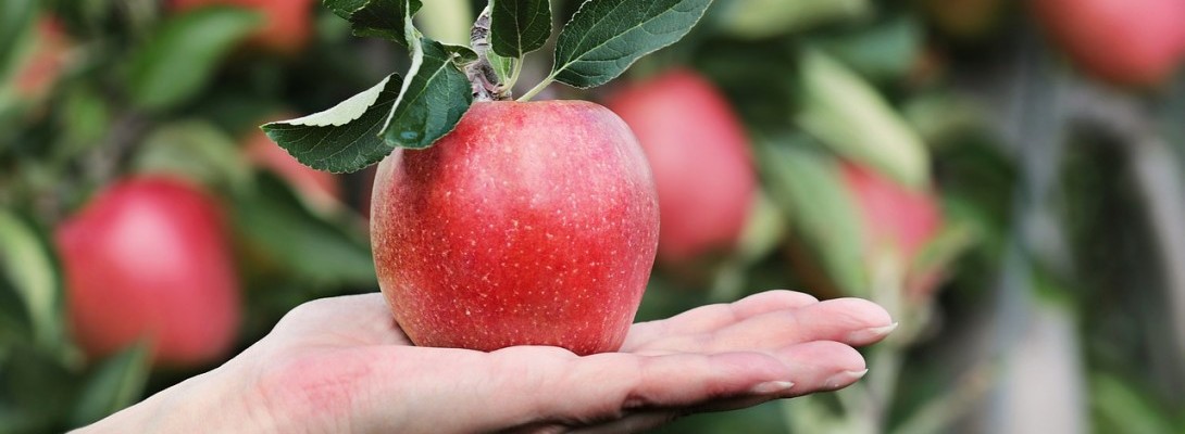 Have you eaten your fruit today?