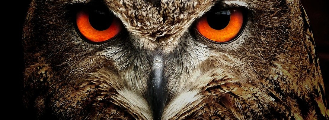 Google's 'Project Owl' to Improve Searching, Surfing & Safety